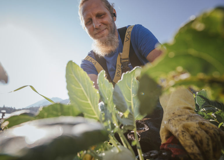 Gartenbau Strillinger Kufstein Ernte frischer Kohlrabi im Morgenlicht