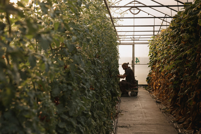 Gartenbau Strillinger Kufstein Ernte frischer Tomaten im Morgenlicht