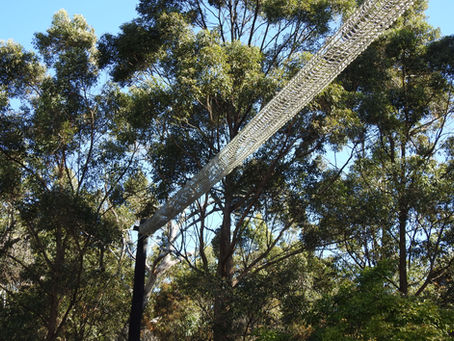 Nature Positive – The Lowdown
