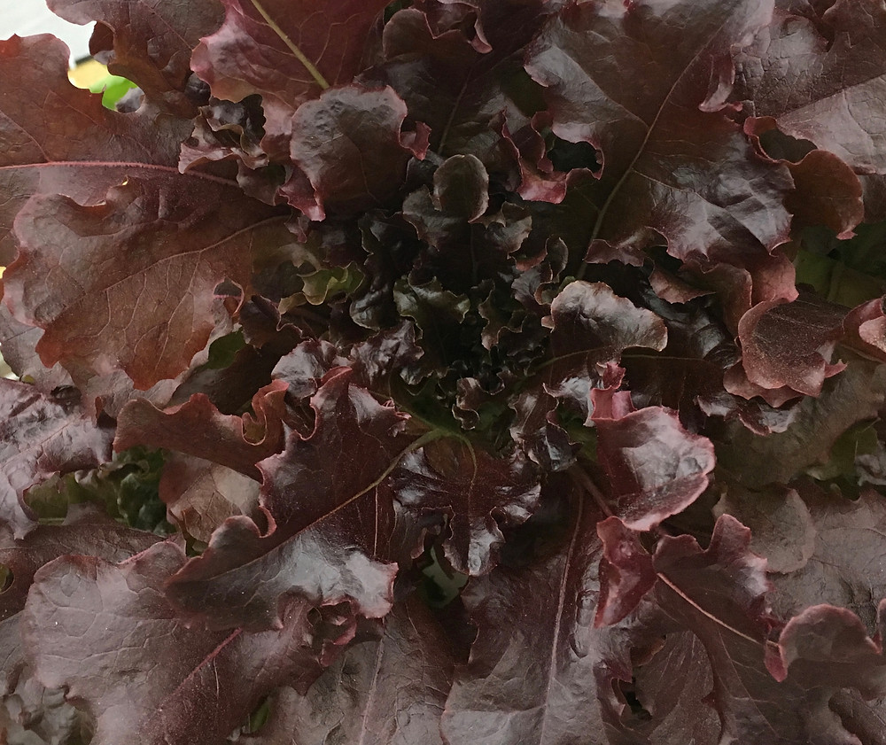 Gourmet Lettuce