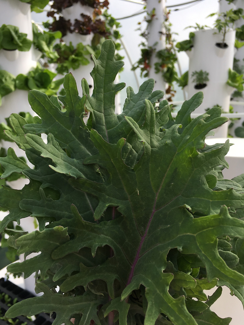 Red Russian Kale