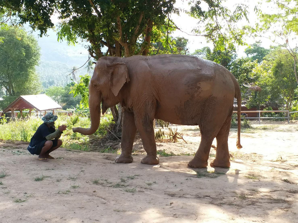 Elephants in Thailand