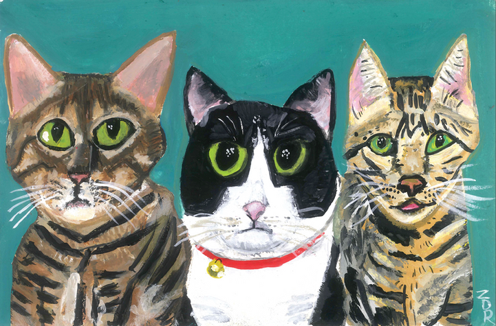 cat portrait, pet portrait, bengal, tuxedo, tabby
