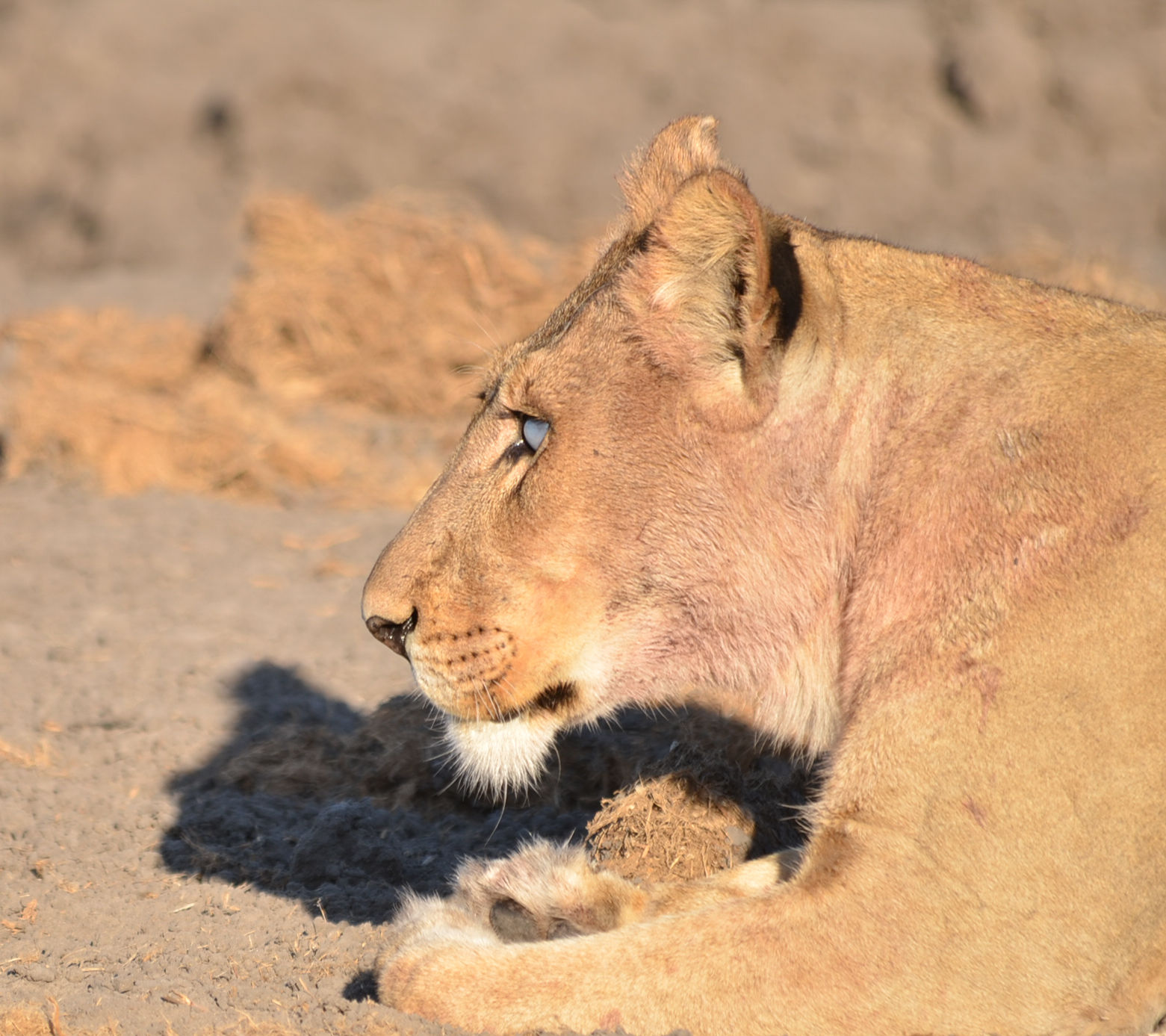 The lion known as Silver eye because of a defective eye resting