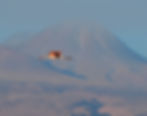A flamingo in flight with a volcano in the distance