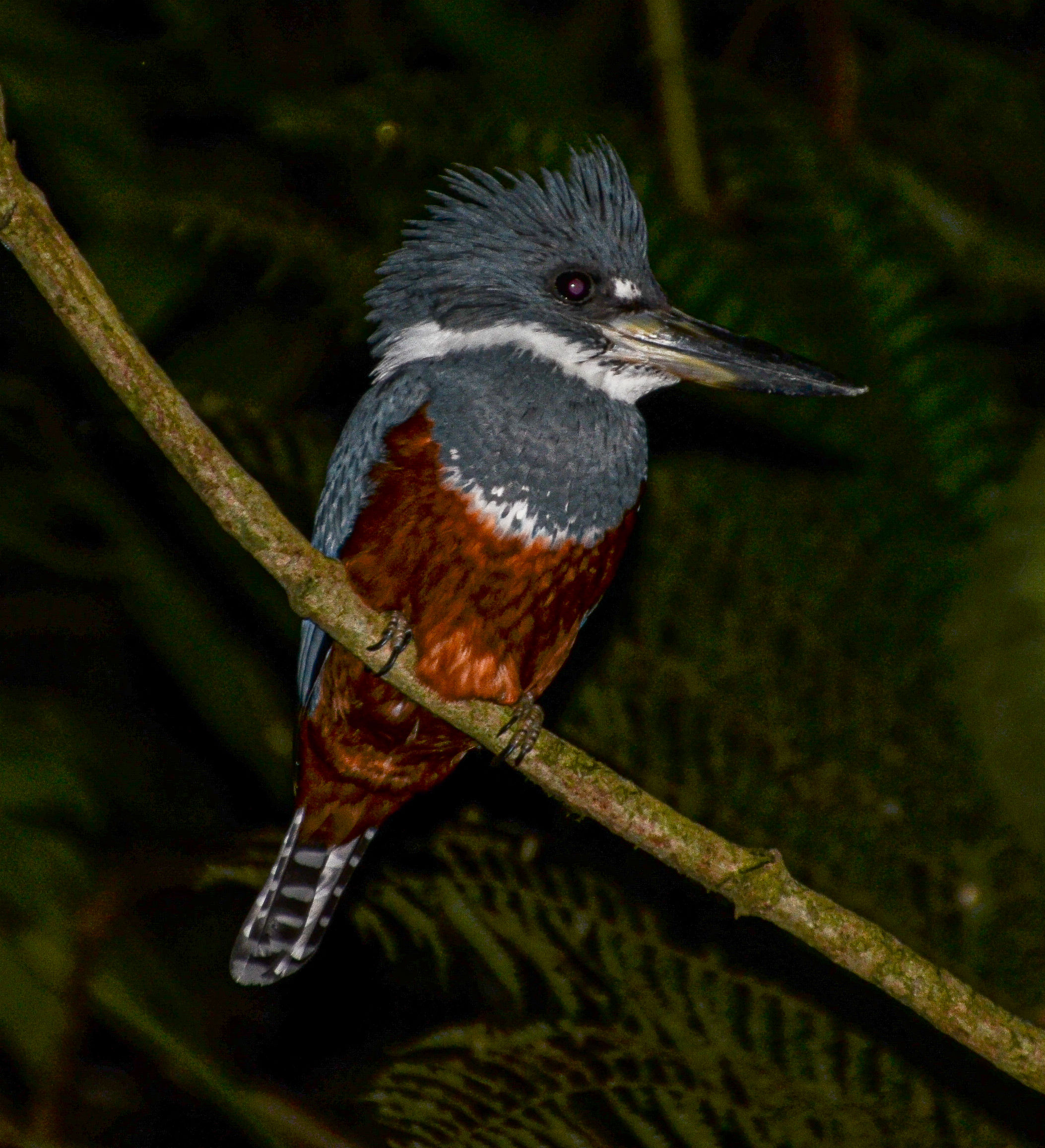 A Ringed Kingfisher bird