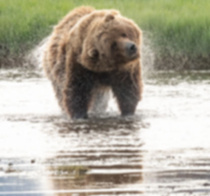 A big bear shaking himself dry after a swim