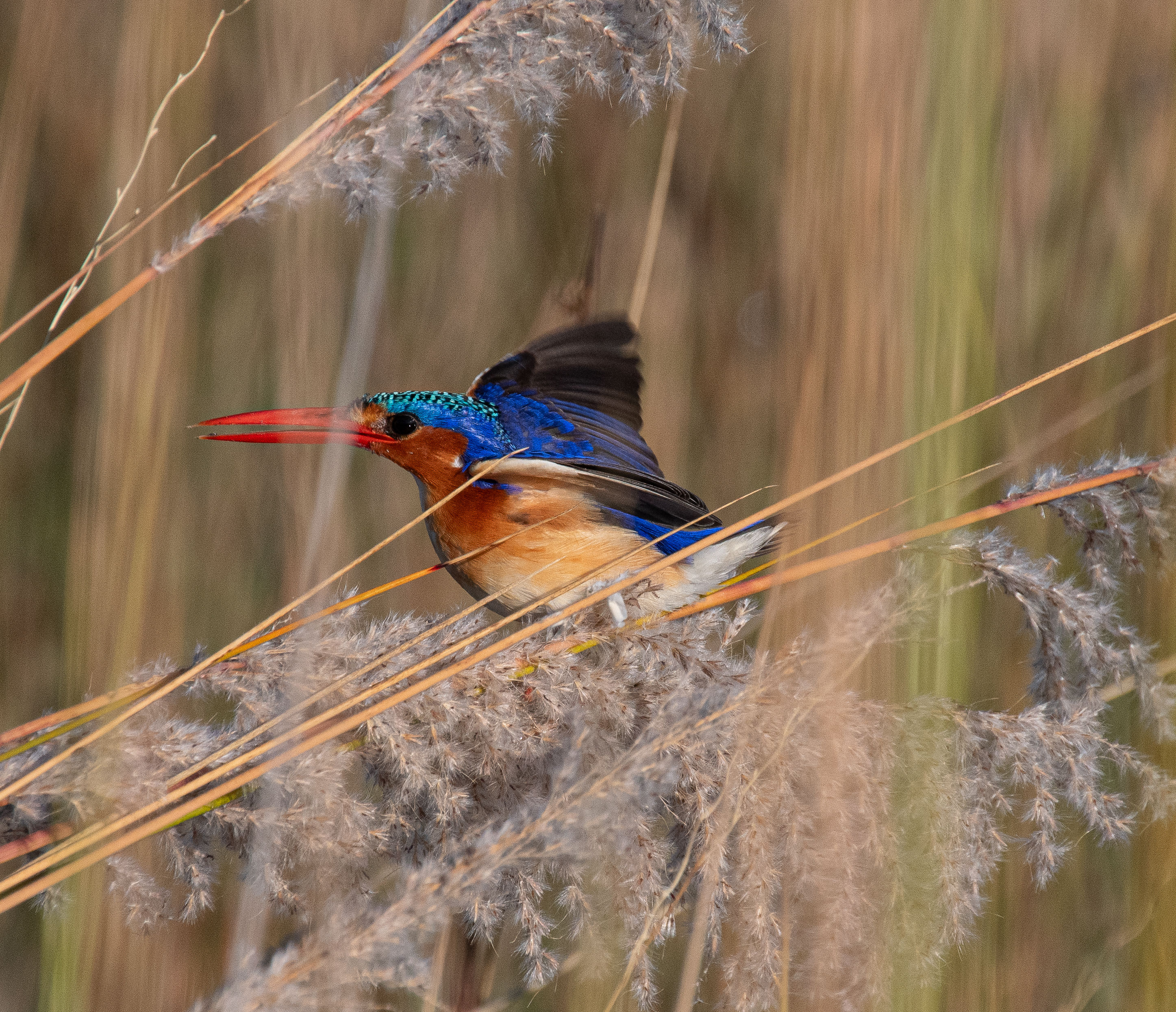A bright blue Malachite Kingfisher spreading his wings about to take flight.