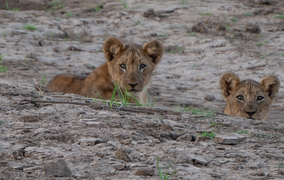 a pair of lion cubs laying down