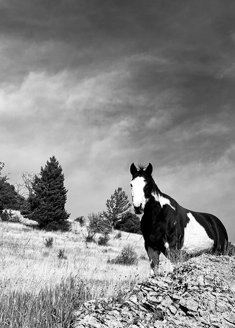 Black and white photo of a horse in a field