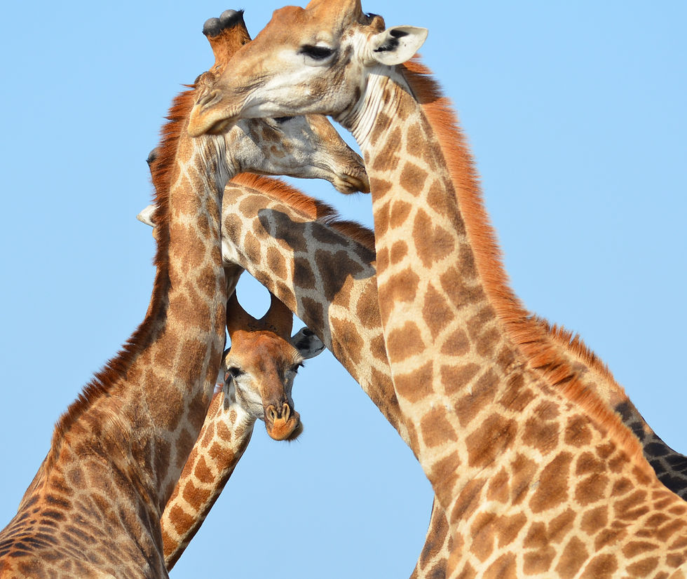 A group of giraffes their long necks twisted in a comical pose