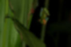 A Red Eye Frog Chasing a meal down a stalk..
