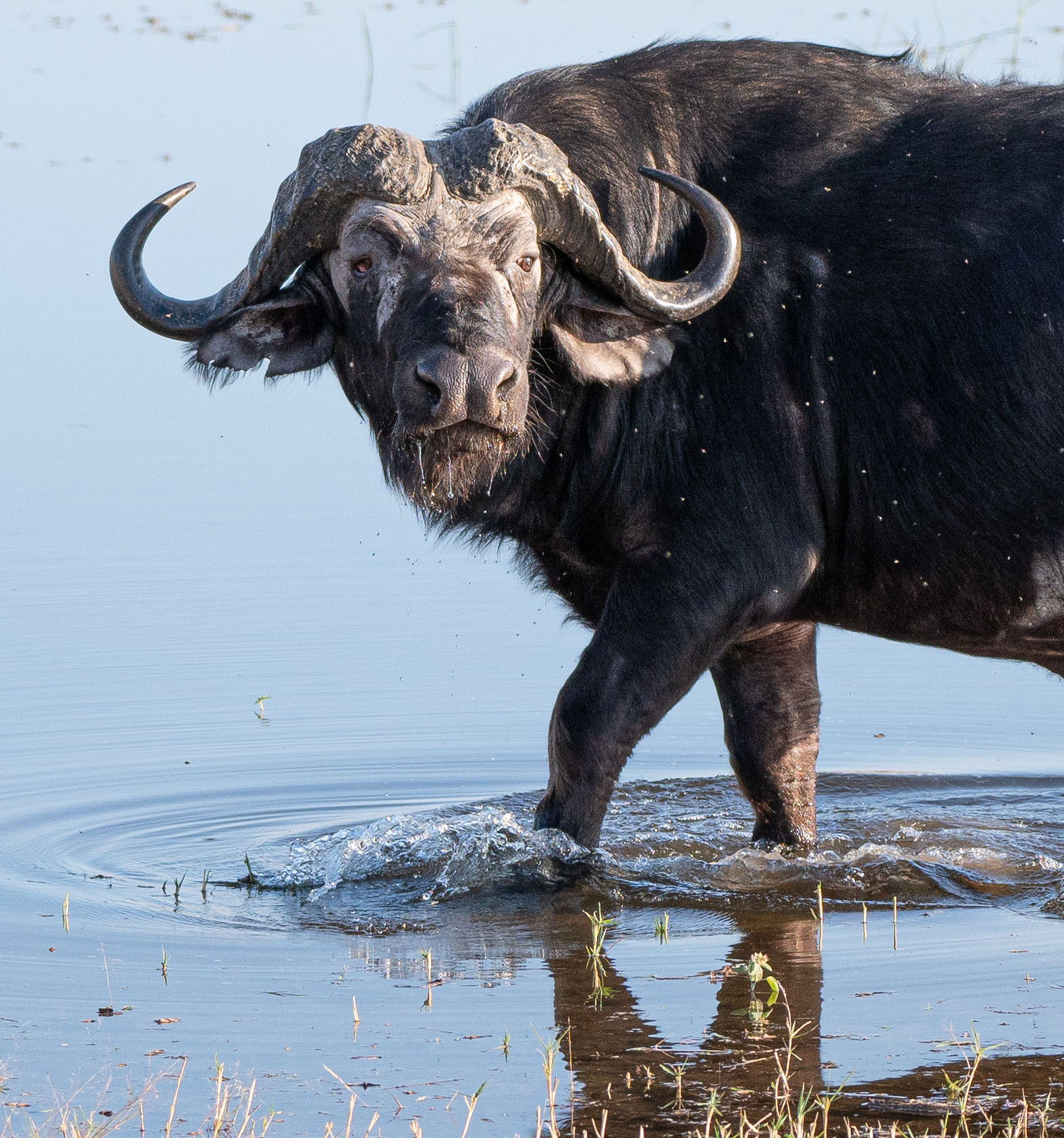 Cape Buffalo Drinking in the River