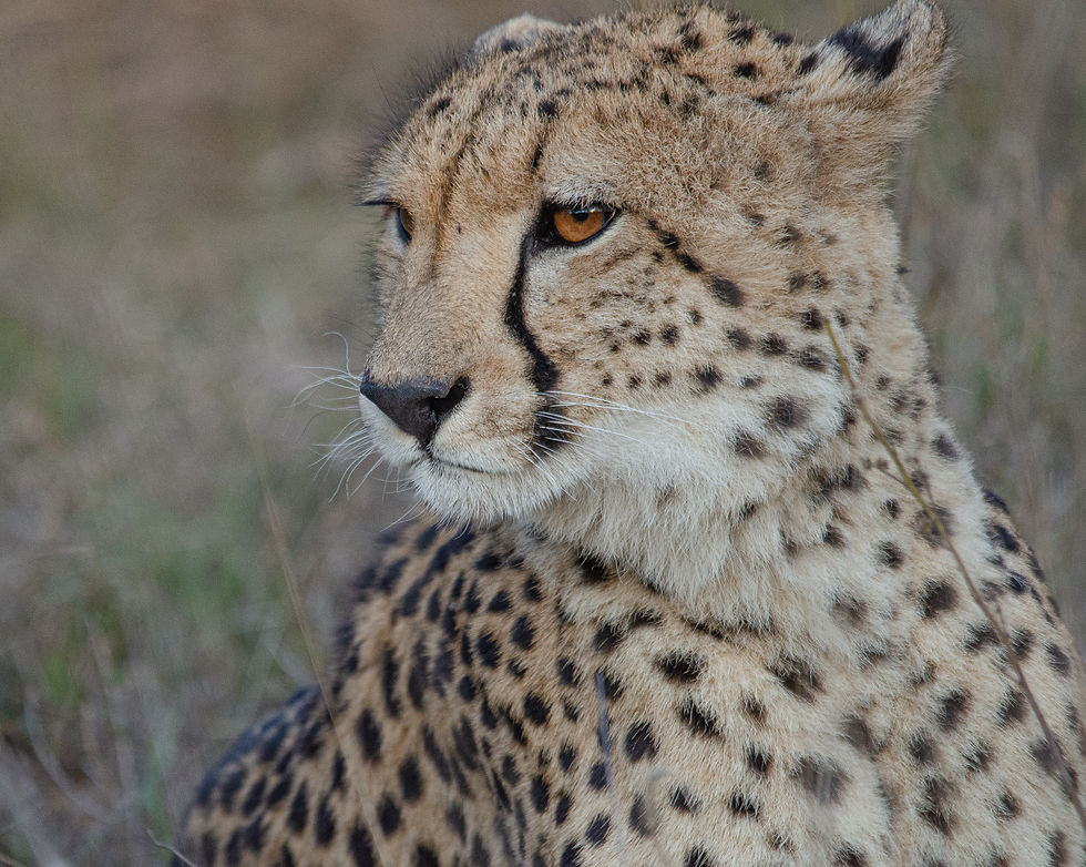 The side profile of a magestic Cheetah
