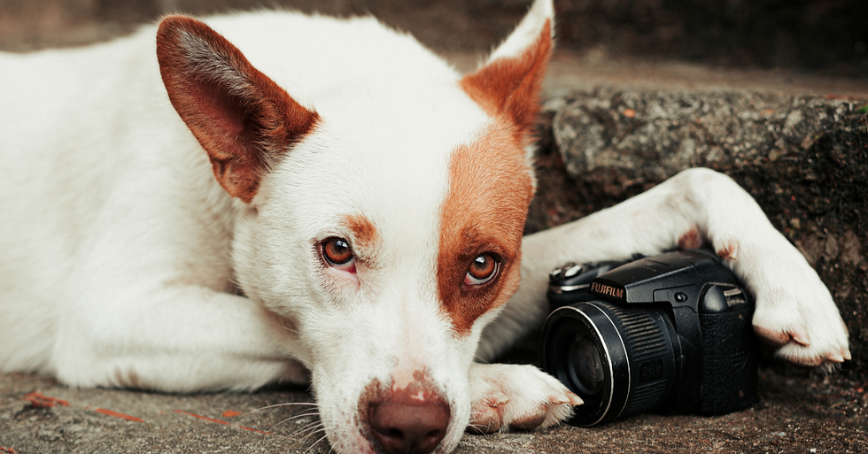 Ein liegender Hund beim Fotoshooting, eine Pfote ruht auf einer Kamera