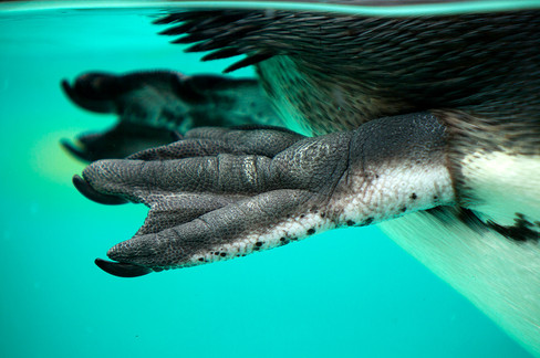 Paw Penguinunderwater.jpg