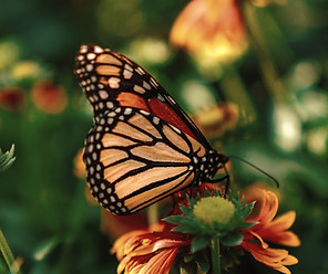 Monarch butterfly sitting atop an orange