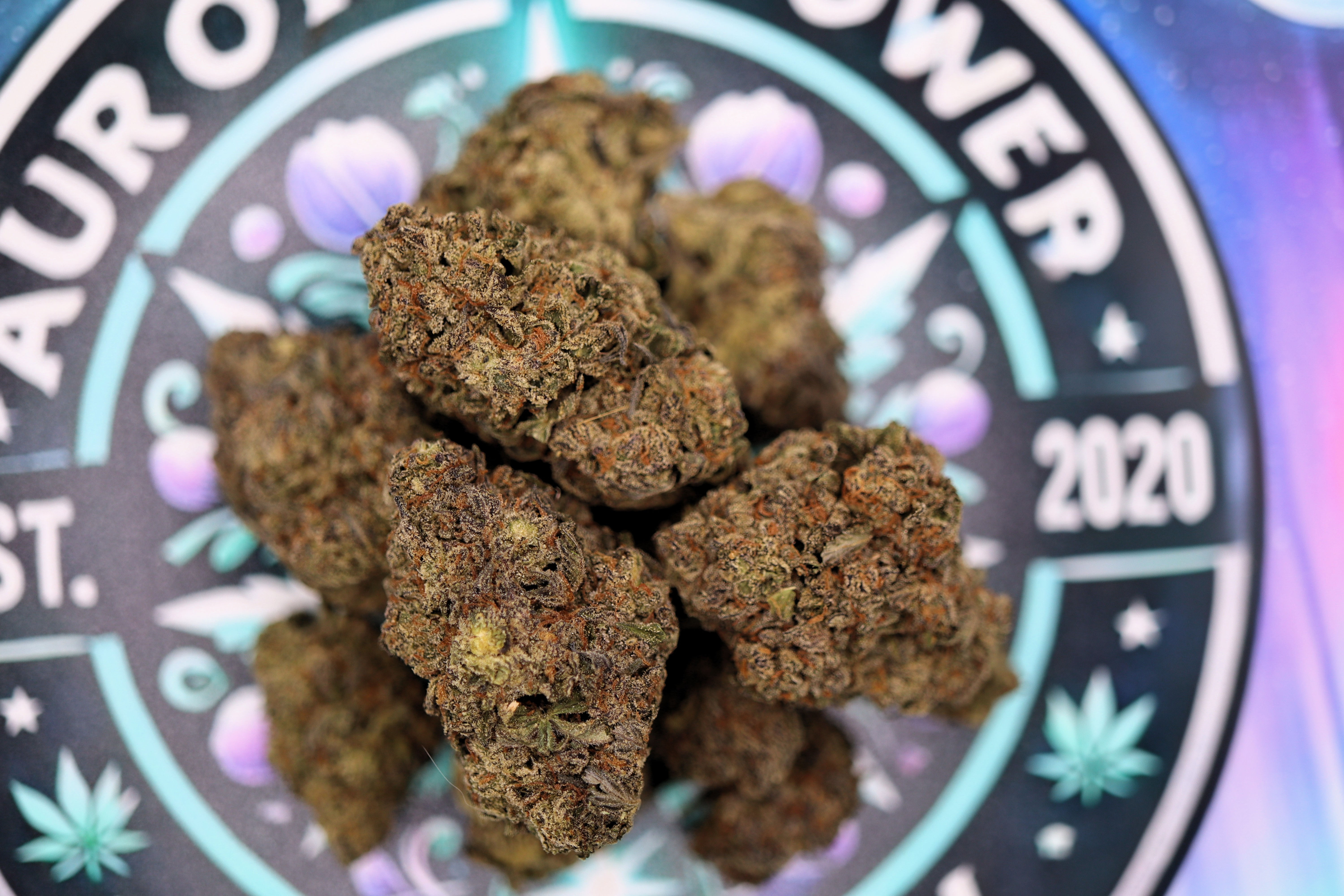 Mochi Gelato - Aurora Flower Company Premium Flower