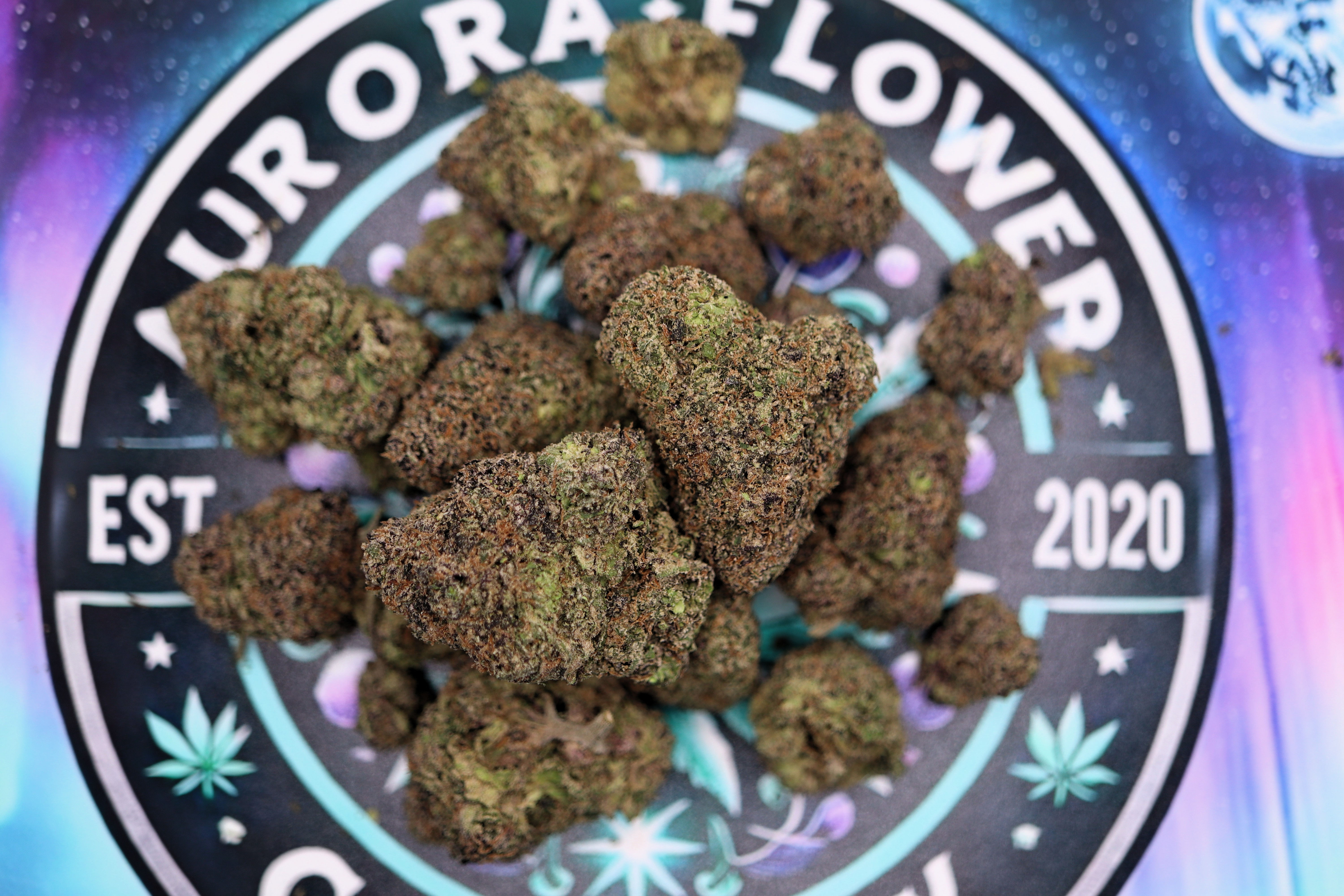 Sugar in my Bowl - Aurora Flower Company Premium Flower