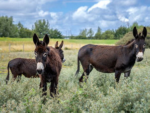 Port of Rotterdam Authority starts trial with donkeys grazing in the Geuzenbos