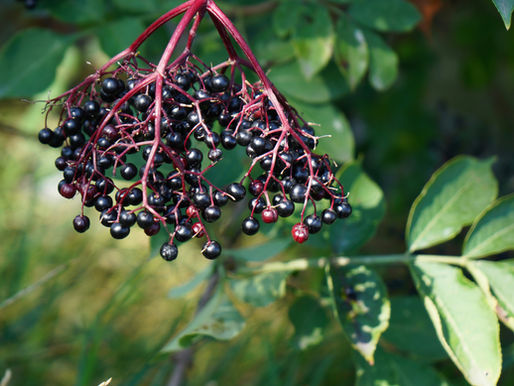 🌸 Why Your Elderberry Syrup Didn’t Work (And How to Fix It)