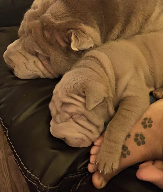 small dogs that dont grow for sale