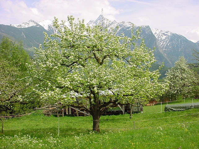 OGV-2174.jpg