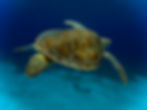 Turtle at the Fred Pier