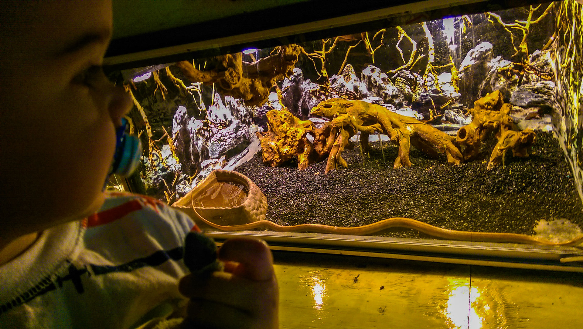 Snake Exhibit at Everglades Park