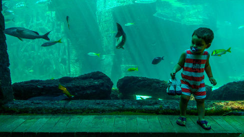 Fish in The Dig Aquarium at Atlantis