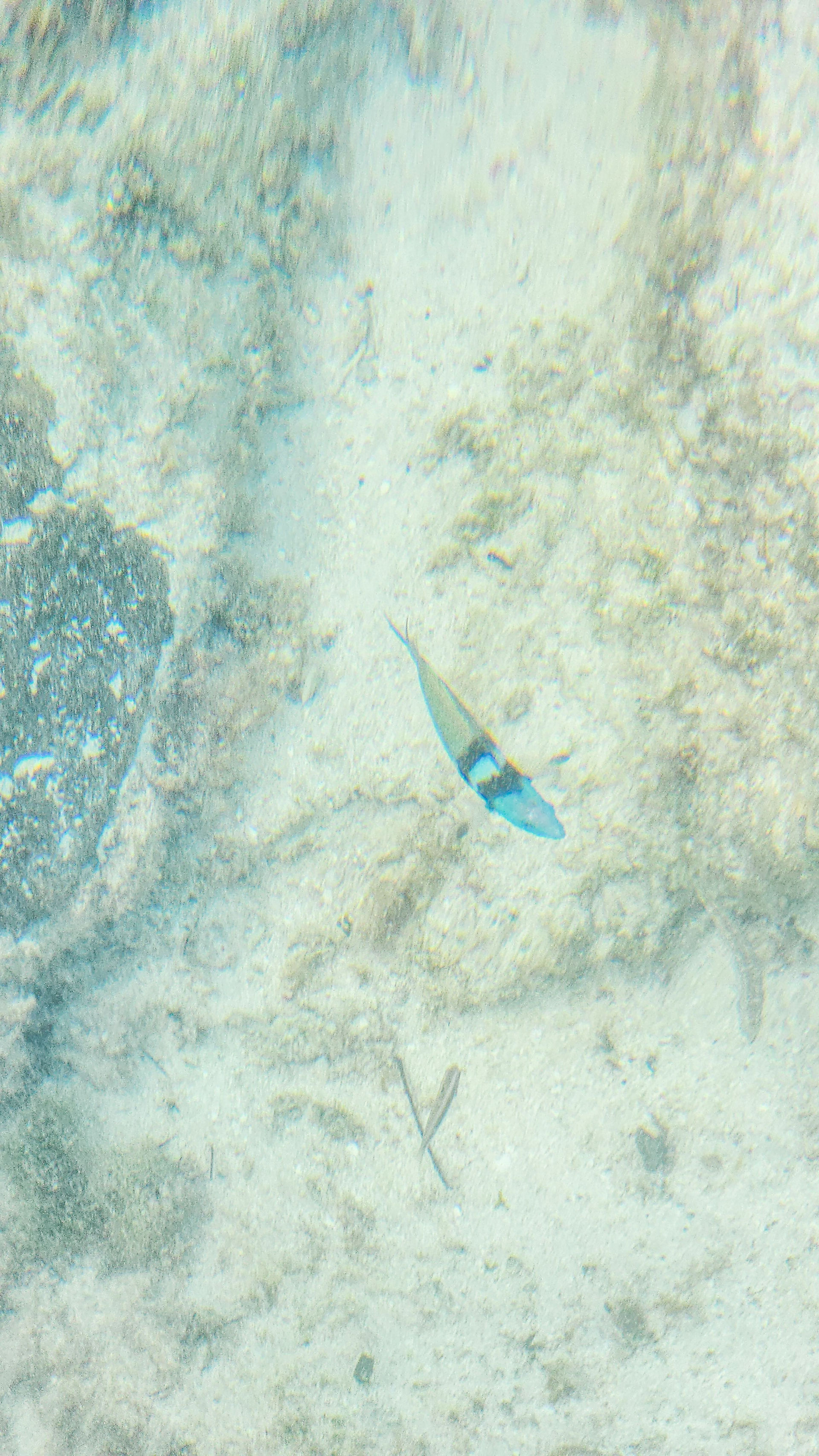 Blue fish in Princess Cays, Bahamas