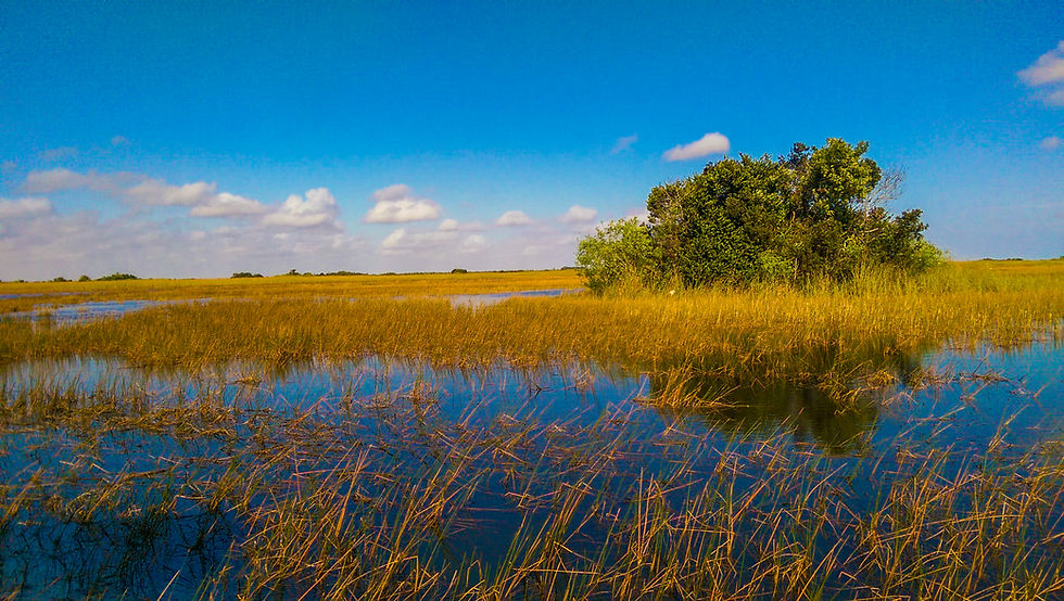 Tall grass and water in the everglades of florida