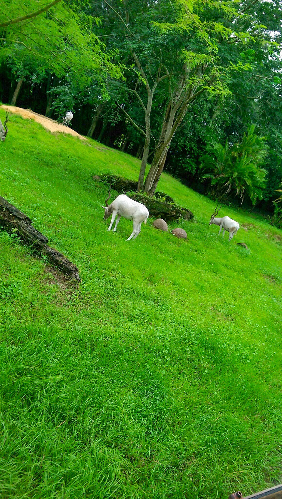 Kilimanjaro Safaris at Disney's Animal Kingdom