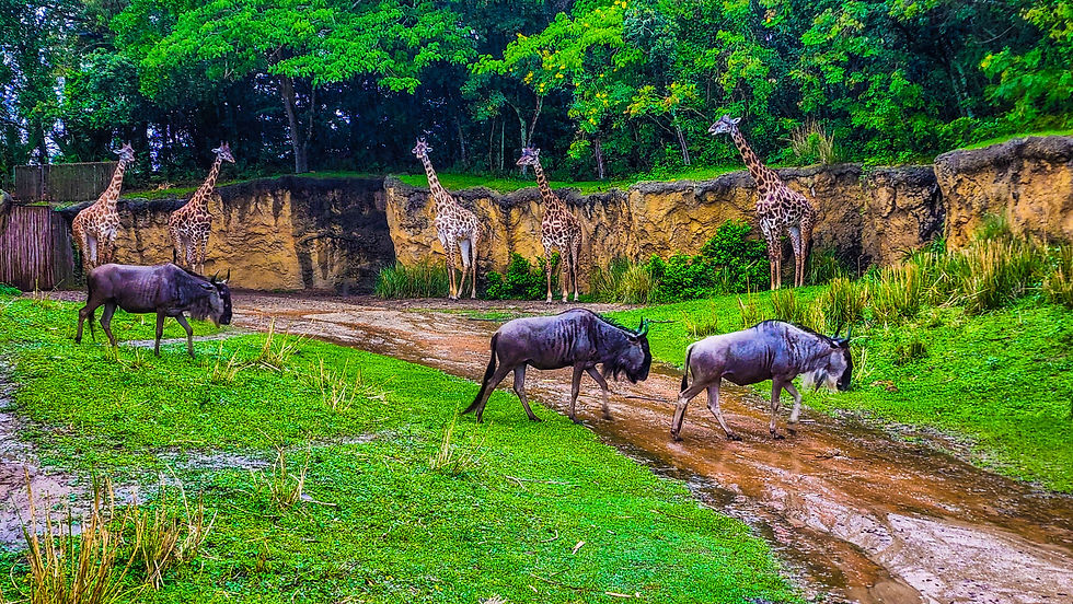 Kilimanjaro Safaris in the Rain at Disney's Animal Kingdom