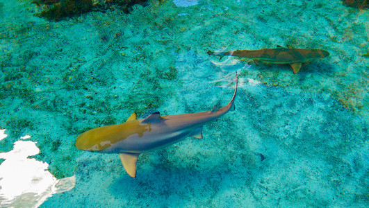 Blacktip Reef Shark in Royal Ray Lagoon in Atlantis
