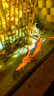 Lobster in The Dig Aquarium at Atlantis