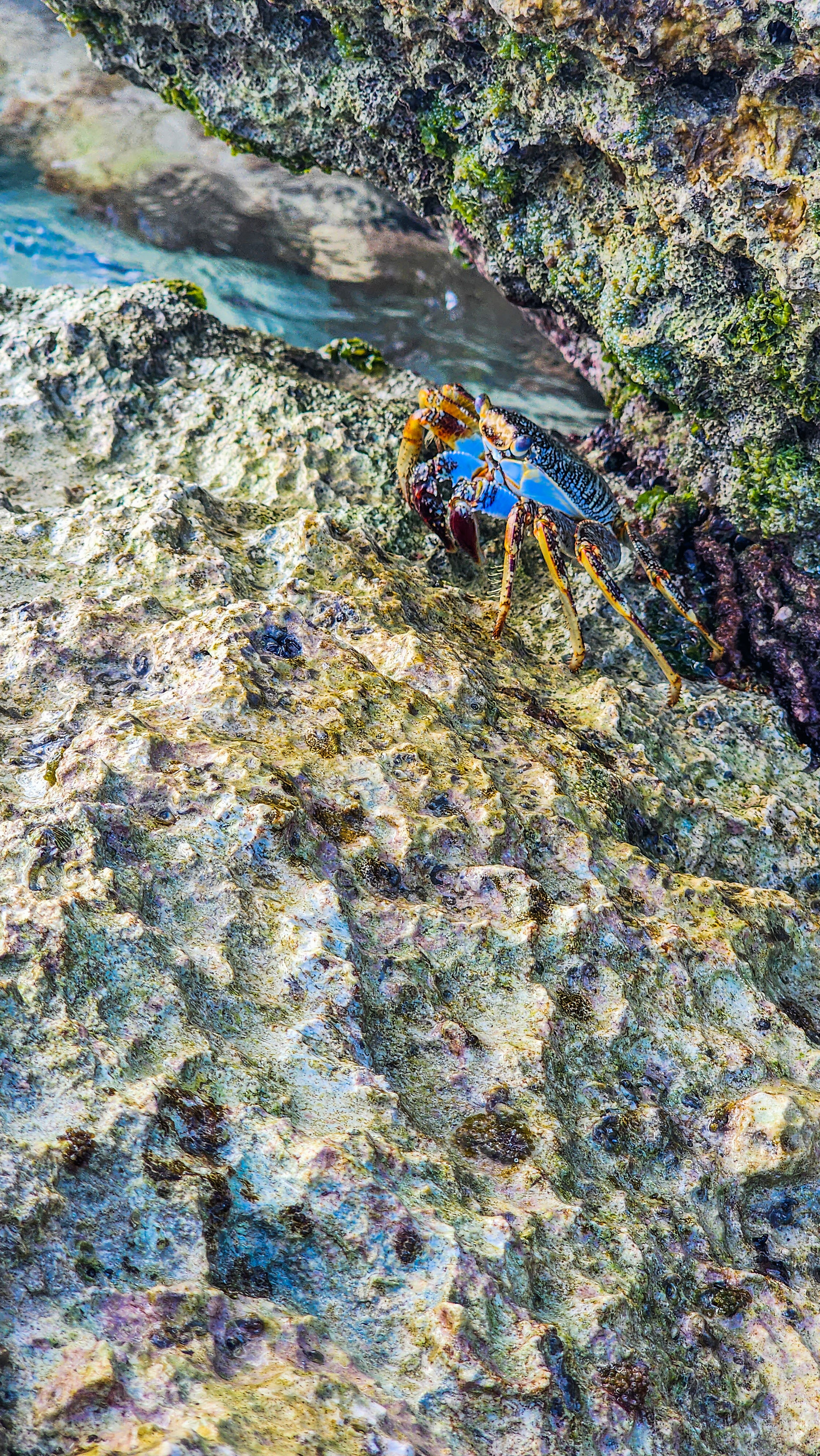 Crab on Rock in Princess Cays, Eleuthera, Bahamas