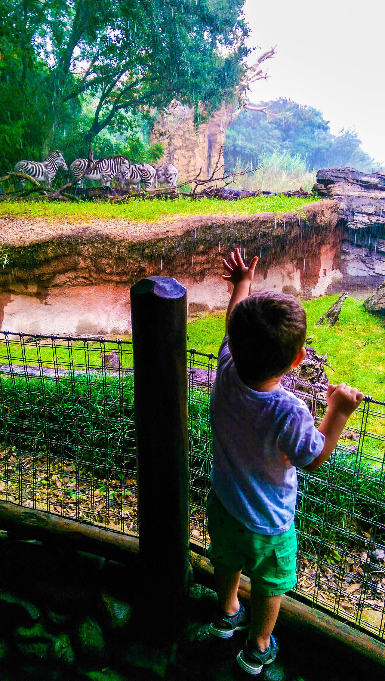 Zebras in Africa at Disney's Animal Kingdom