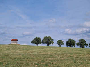 A House by the Grove