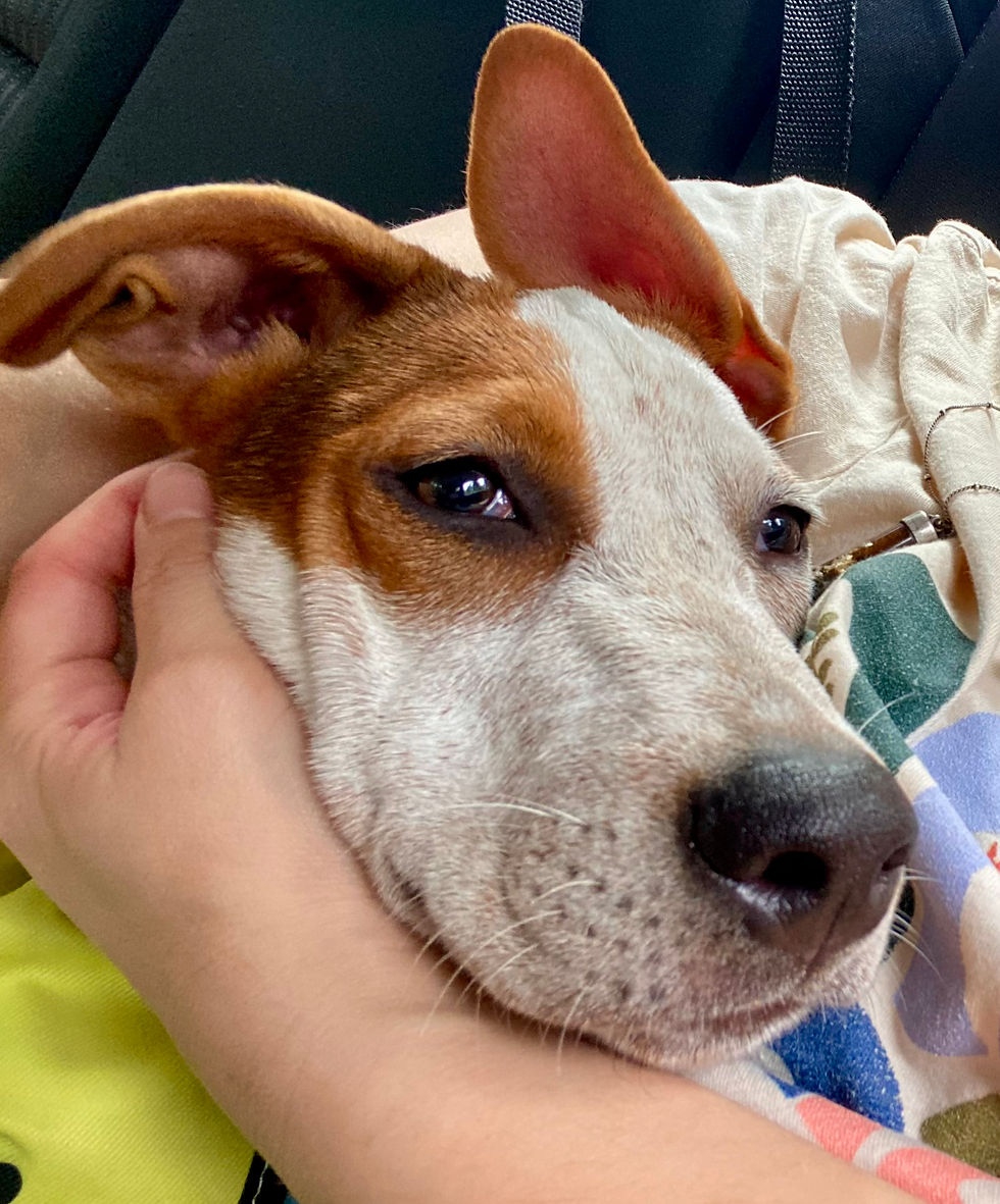 Dog snuggling in a lap