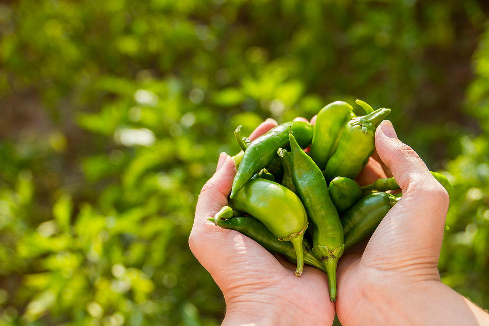 Green Peppers In The Garden In Hands
