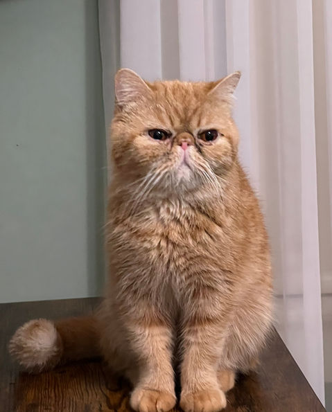 Golden shorthair cat