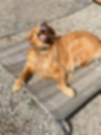 Dog lying on mat outside with stick in mouth