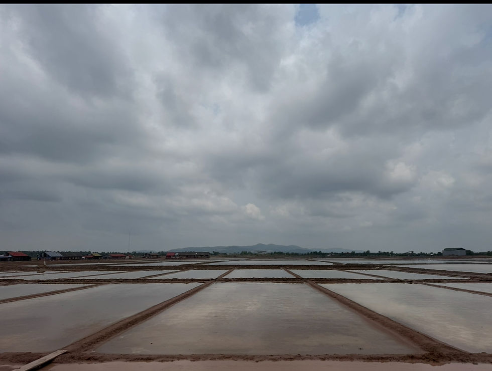 Rice paddies
