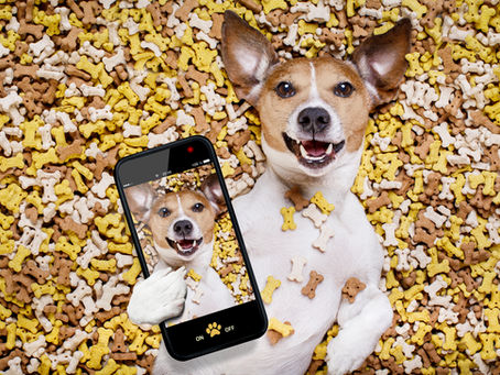 hungry jack russell dog inside a big mound or cluster of food , isolated on mountain of cookie bone treats as background, taking a selfie with smartphone mobile phone