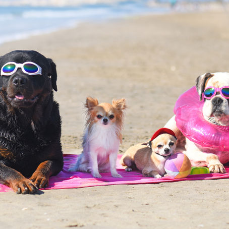 group of dogs laid down on the beach