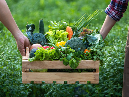 Hand of farmers carrying the wooden tray full of freshly pick organics vegetables at the garden for harvest season and healthy diet food concept