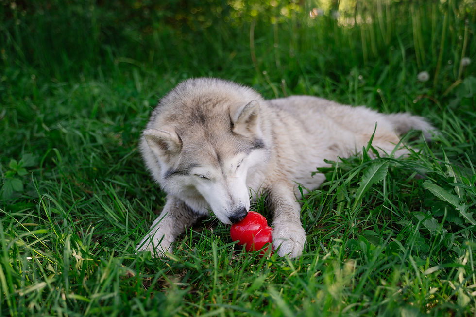 White-gray-beige husky dog with multi-colored eyes similar to a wolf lies on green grass and holds and licks a red rubber dog toy Kong with both paws