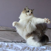 danse chat.jpg