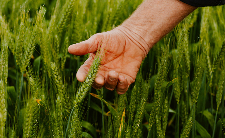 Grain prices surge higher - Cropping Update - October 22